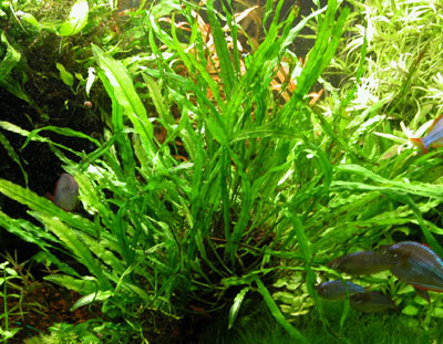 Microsorum | Aquarium and Pond Plants of the World E3