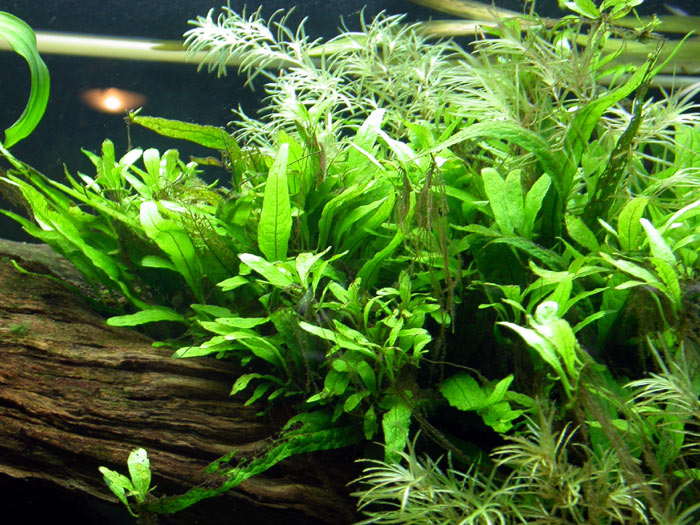 Microsorum | Aquarium and Pond Plants of the World E3