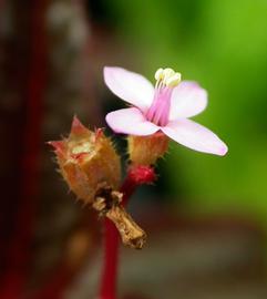   Aciotis acuminifolia  flower; photo: S.L. Winterton 