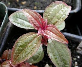   Aciotis acuminifolia  leaves, emersed; photo: S.L. Winterton 