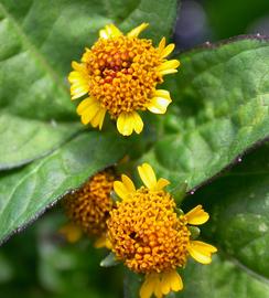   Acmella oleracea  flower heads ;  photo: S.L. Winterton 