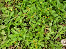   Acmella oleracea ; photo: S.L. Winterton 