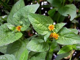   Acmella oleracea  leaves and flower heads; photo: S.L. Winterton 