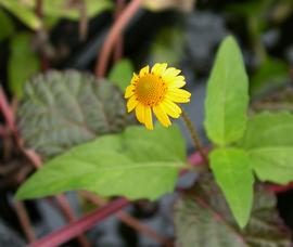   Acmella repens  flower head; photo: S.L. Winterton 