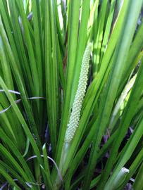   Acorus  sp., spadix; photo: S.L. Winterton 