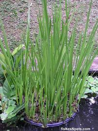   Acorus calamus  in outdoor pond, emersed; photo © FishesNpets 