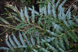   Acrostichum speciosum  leaves; photo: S.L. Winterton 