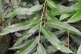   Acrostichum speciosum  leaf; photo: S.L. Winterton 