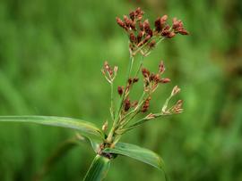   Actinoscirpus grossus  inflorescence; photo © Wibowo Djatmiko, wikimedia.org 