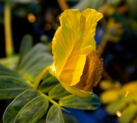   Aeschynomene fluitans  flower; photo: S.L. Winterton 