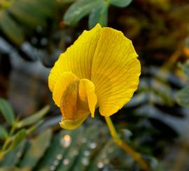   Aeschynomene fluitans  flower; photo: S.L. Winterton 