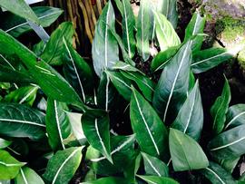   Aglaonema costatum ; photo: S.L. Winterton 