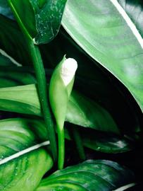   Aglaonema costatum  spadix and spathe; photo: S.L. Winterton 