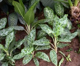   Aglaonema  sp.; photo: S.L. Winterton 