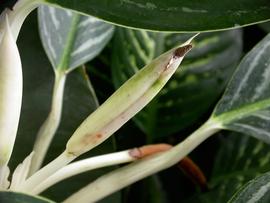   Aglaonema  sp. spadix and spathe; photo: S.L. Winterton 