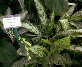   Aglaonema  sp. leaves; photo: S.L. Winterton 