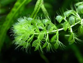   Aldrovanda vesiculosa  stem apex, submersed, floating just beneath water surface; photo: S.L. Winterton 