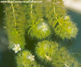   Aldrovanda vesiculosa  with flowers; photo © Lubomir Adamec 