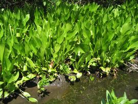   Alisma plantago-aquatica , emersed; photo: S.L. Winterton 