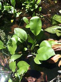   Alisma plantago-aquatica , emersed; photo: S.L. Winterton 