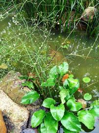   Alisma plantago-aquatica  subsp.  orientale  plant with inflorescence, emersed; photo: S.L. Winterton 