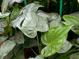   Alocasia cucullata  leaves; photo: S.L. Winterton 