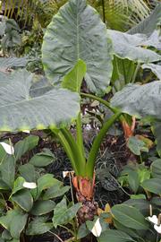   Alocasia macrorrhizos ; photo: S.L. Winterton 