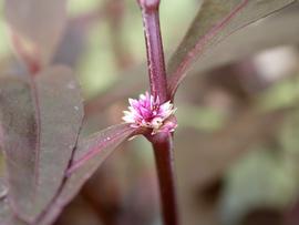   Alternanthera reineckii ' Lilacina' flower head; photo: S.L. Winterton 