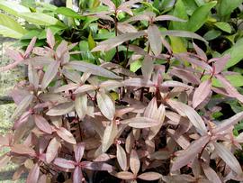   Alternanthera reineckii ' Lilacina', emersed; photo: S.L. Winterton 