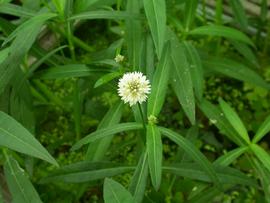   Alternanthera philoxeroides  flower head; photo: S.L. Winterton 