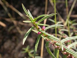   Ammannia coccinea  flowering branch; rice field, Central Valley, California; photo: S.L. Winterton 