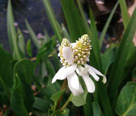   Anemopsis californica  two spadices; photo: S.L. Winterton 