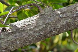   Annona glabra  bark; photo: S.L. Winterton 