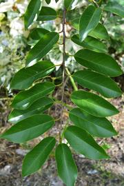   Annona glabra  leaf; photo: S.L. Winterton 