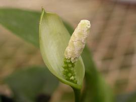   Anubias barteri  spadix and spathe; photo: S.L. Winterton 