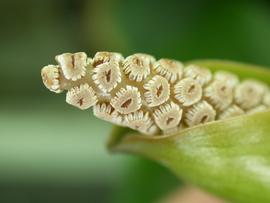   Anubias  sp., spadix flowers; photo: S.L. Winterton 