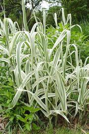   Arundo donax  'Variegata'; photo © Steven Malehorn, Eastern Illinois University Virtual Garden 