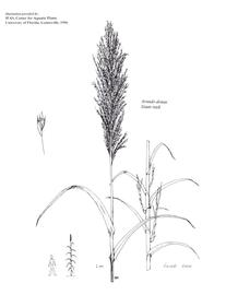   Arundo donax;  drawing © University of Florida/IFAS Center for Aquatic and Invasive Plants, used with permission 