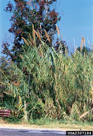   Arundo donax;  photo © James H. Miller, USDA Forest Service, www.forestryimages.org 