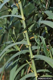   Arundo donax  stem; photo © James H. Miller, USDA Forest Service, www.forestryimages.org 