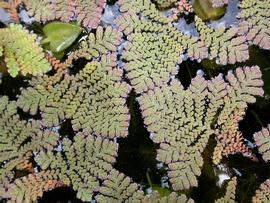   Azolla  sp., floating; photo: S.L. Winterton 