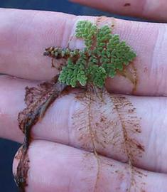   Azolla pinnata;  photo © S. Navie 