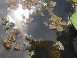   Azolla pinnata , floating; photo © S. Navie 