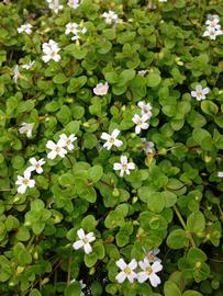   Bacopa australis , emersed; photo: S.L. Winterton 