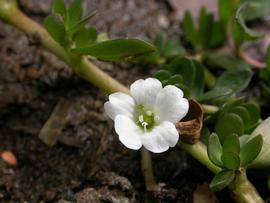   Bacopa monnieri  flower; photo: S.L. Winterton 