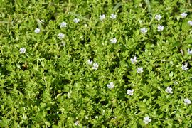   Bacopa monnieri , emersed; photo: S.L. Winterton 