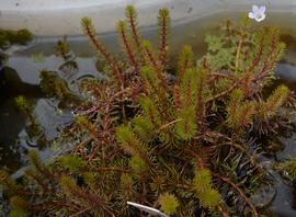   Bacopa myriophylloides , emersed; photo: S.L. Winterton 