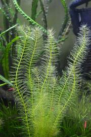   Bacopa myriophylloides , submersed; photo: S.L. Winterton 