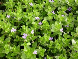   Bacopa lanigera , emersed; photo: S.L. Winterton 