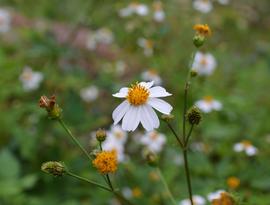   Bidens alba  flower head; photo: S.L. Winterton 